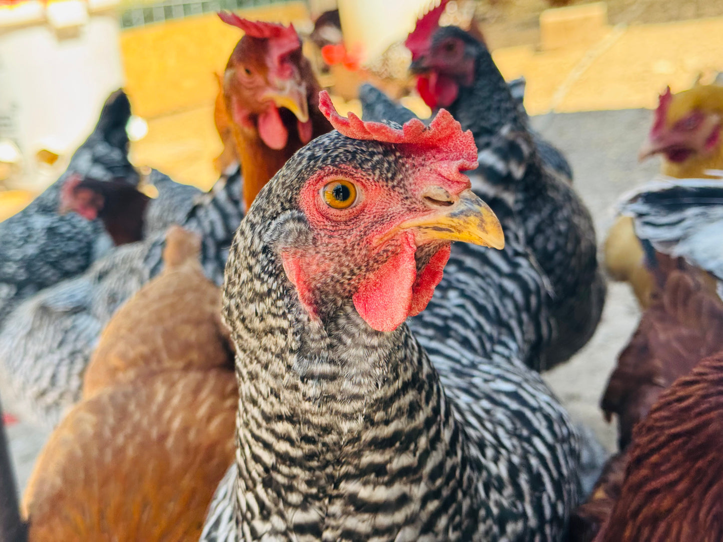 FARM FRESH EGGS- PICK UP ONLY
