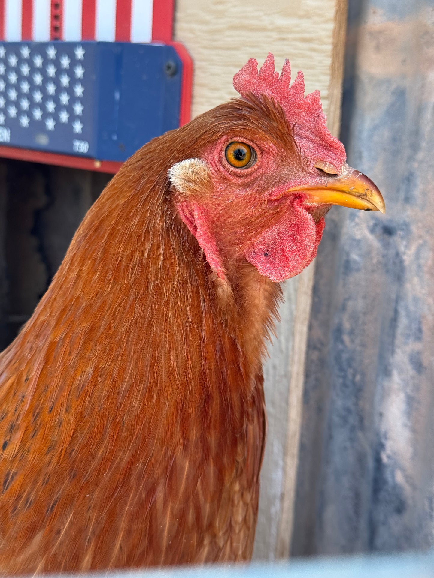 FARM FRESH EGGS- PICK UP ONLY
